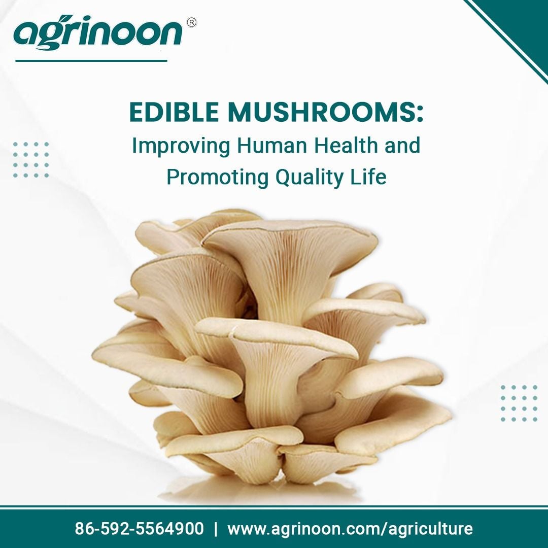 Produce Your Tasty Fungi - Oyster Mushroom Log